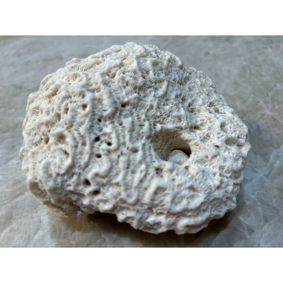 White Maze Sea Coral Surf Tumble Fossil Ocean Decor Display Costal Beach - Picture 1 of 5
